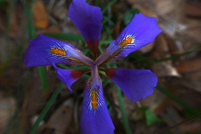 Irises (Iris setosa)