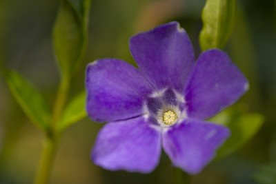 Periwinkles (Vinca minor) blue garden flower yellow center 