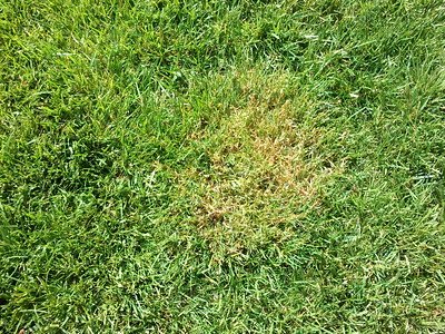 Red fescue (creeping) grass lawn cool climate grass pacific northwest