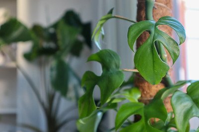 Rhaphidophora tetrasperma - plant resemble monstera without holes leaf