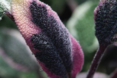 Plants with green Purple Fuzzy Leaves