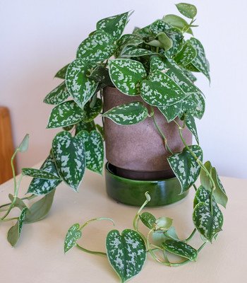 The Plants That Look Like Monstera Without Holes