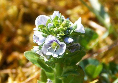Thyme-leaved speedwell (Veronica serpyllifolia) blue flower green center