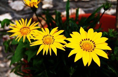 Yellow Daisy (Chrysanthemum maximum Clara Curtis) low-growing plants with yellow flowers