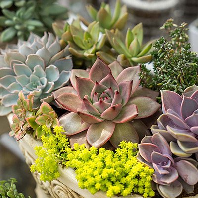 When do succulents go on sale at Home Depot? 