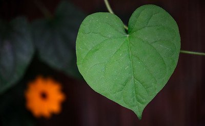 heart shaped leaf vines