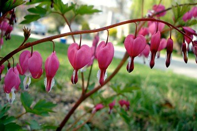 The Best Low-Maintenance Front Yard Perennial Flowers and Plants