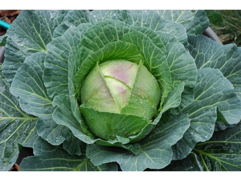 cabbage 