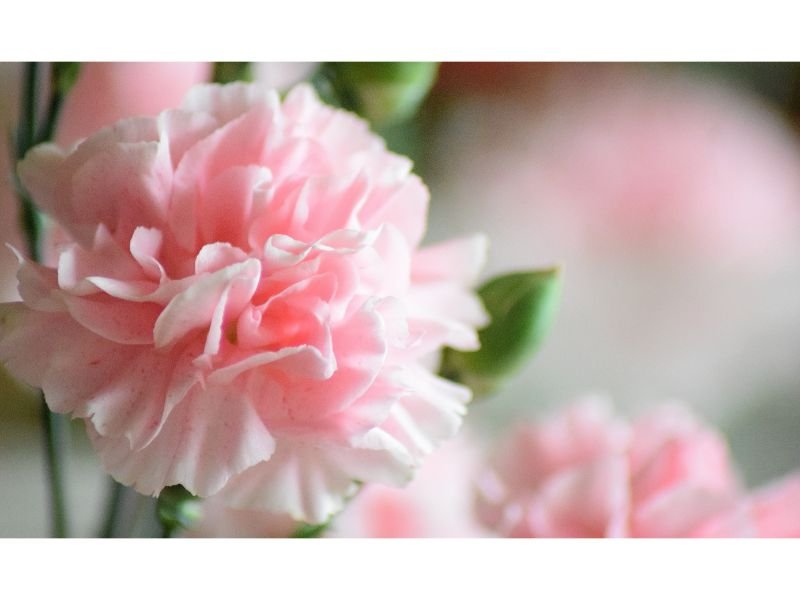 Carnation flowers resemble cabbage 