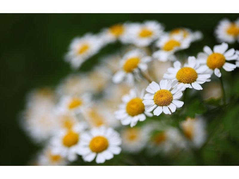 Feverfew or Bachelor’s Buttons
