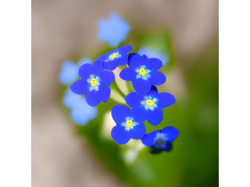 Forget-me-not flowers are the definition of true love