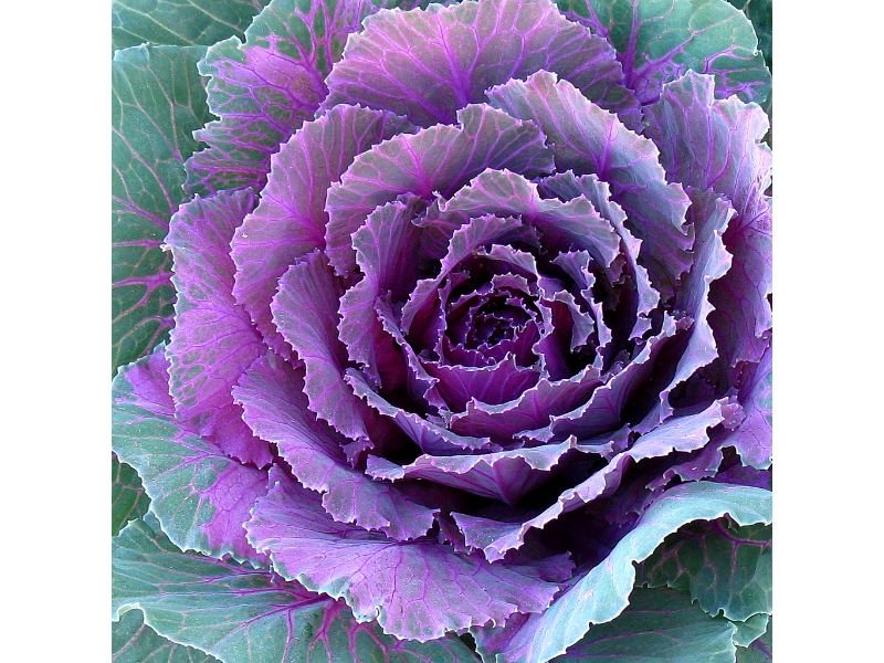 Ornamental Cabbages flowers that look like cabbage 