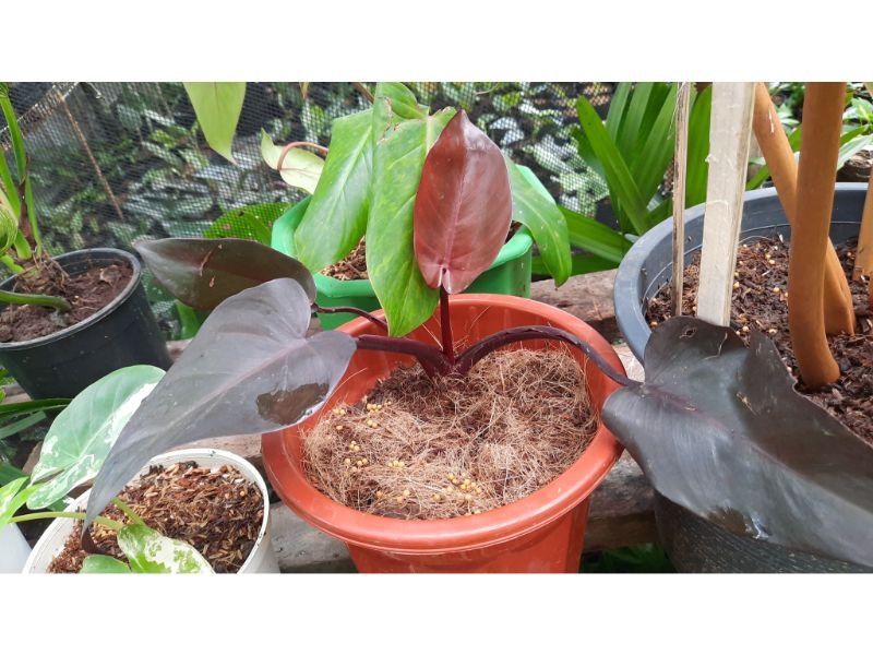 Philodendron Black Majesty Plant care