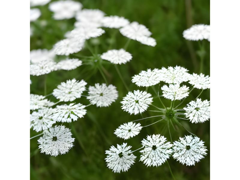 Queen Anne’s Lace represent pure love and attract love
