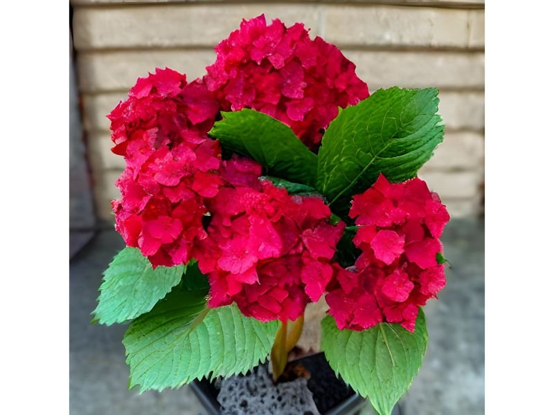 Red Hydrangea represents the meaning of love and wedding