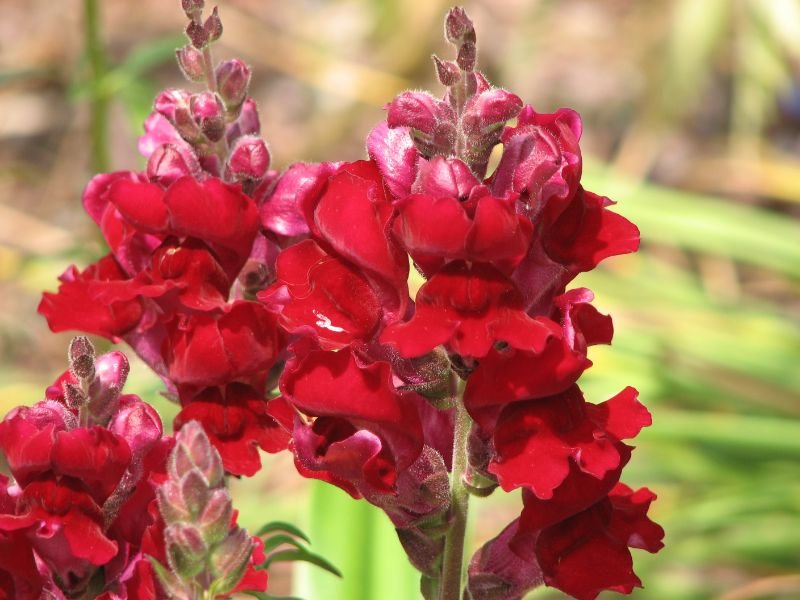 Red Snapdragon flower that means I love you forever