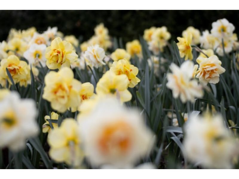 Split Corona look like daffodils flowers