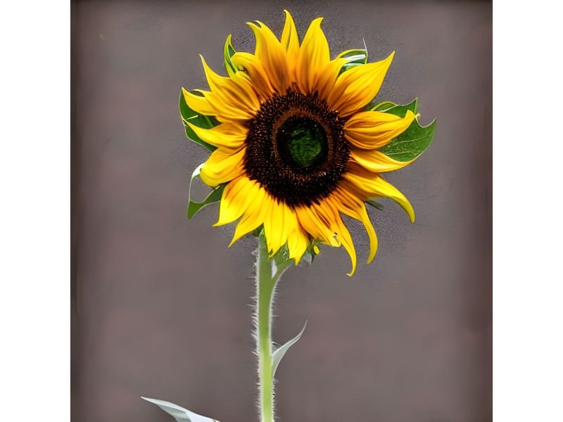 Sunflower symbolized a deep meaning of love, adoration, and strength