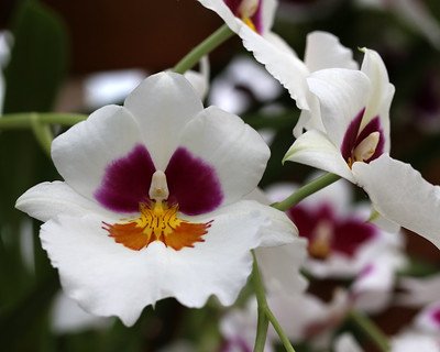White Miltoniopsis orchid White Flowers With Navy Centers