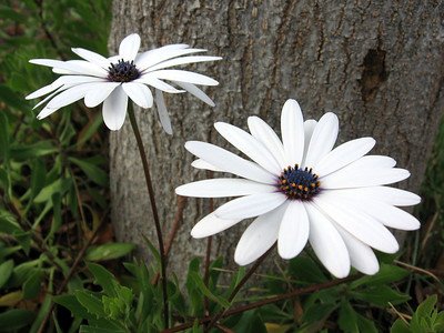 10 Stunning White Flowers With Navy Centers for Your Garden