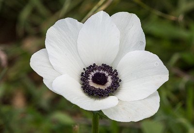 White anemones white flower with navy center