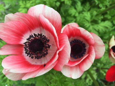 anemone vs poppy