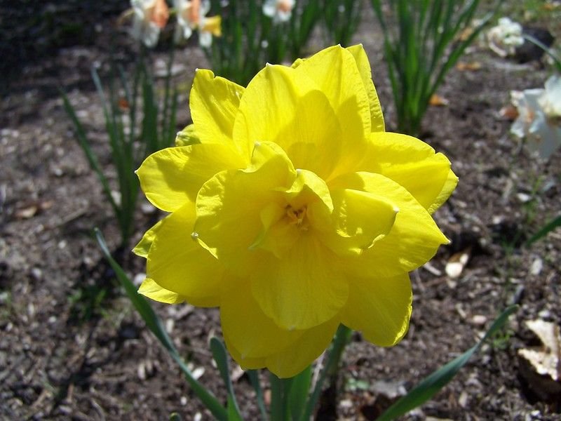 Daffodils are a type of double-flowered plant that produces less nectar