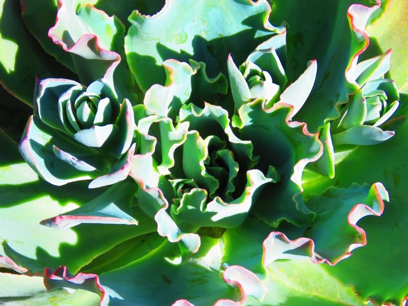 echeveria ruffles plants that look like cabbage leaves 
