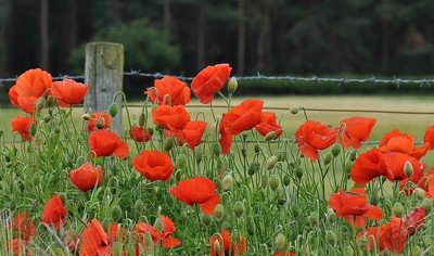 Poppy vs Anemone: Comparing These Beautiful Bloomers