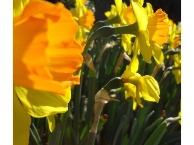 trumpet daffodils - flowers that look like daffodils
