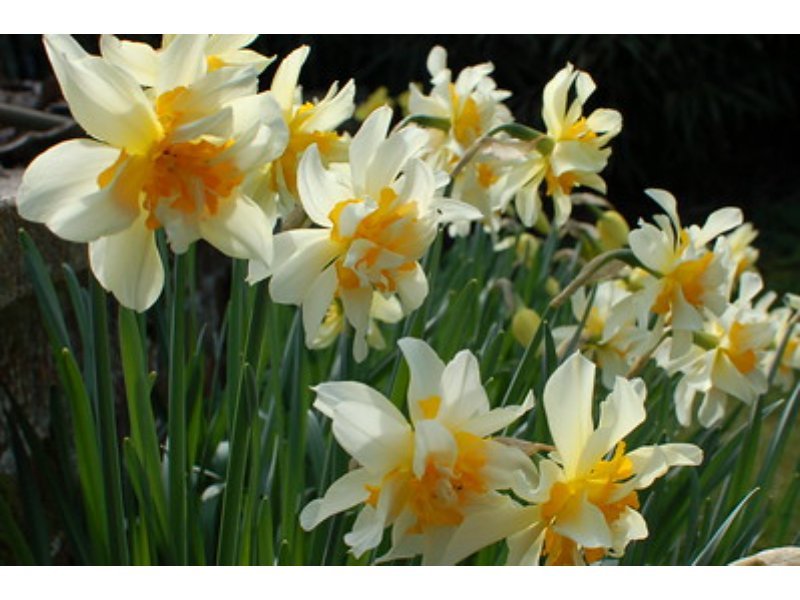 white flowering daffodils with yellow centers
