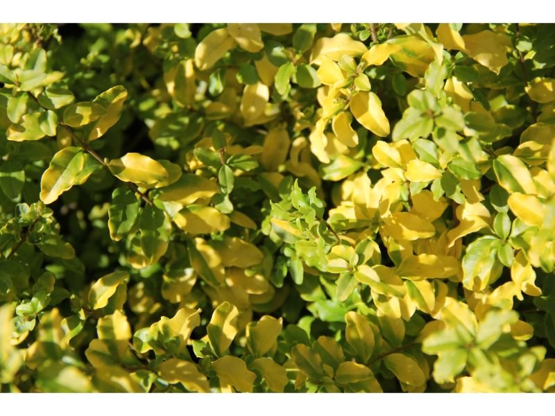 Sunshine Ligustrum Problems and Diseases Plus How To Fix Them
