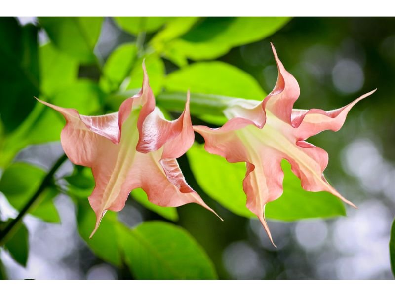 Angel’s Trumpet (Brugmansia) flowers that look like honeysuckle