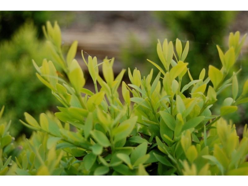 Buxus sempervirens shrubs that do not attract bees