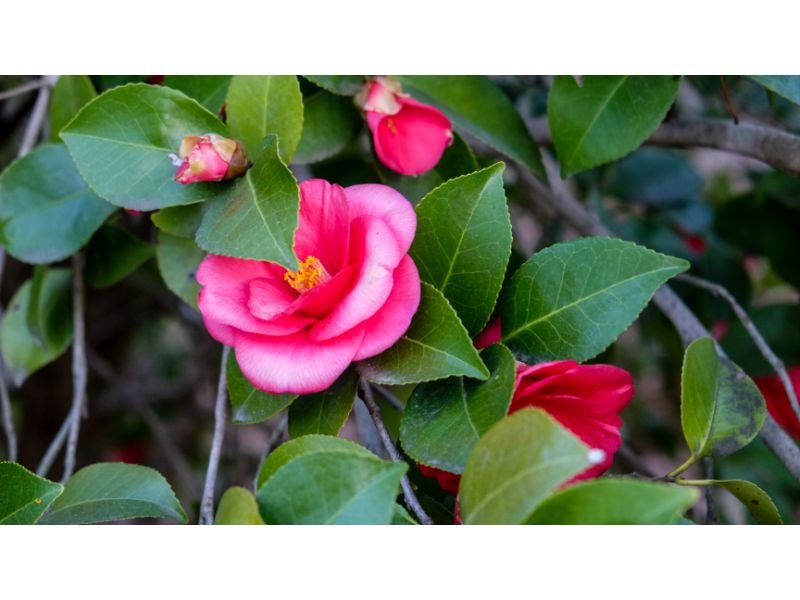 Camellias flowering bushes that do not attract bees