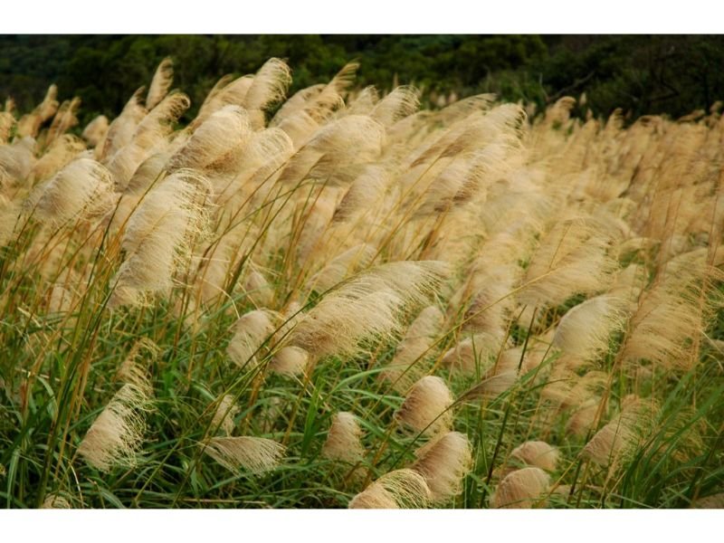 Chinese Silver Grass flowers that look like bird feathers