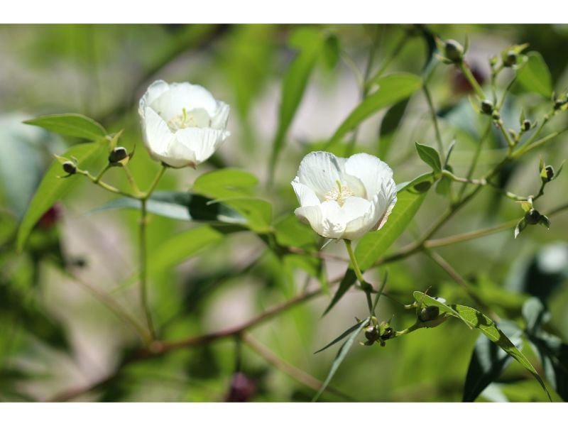 Desert Cotton or Mt. Lemmon Cotton (Gossypium thurberi) plants that look like hibiscus