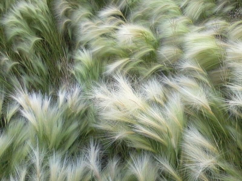 Diamond Grass or Foxtail Grass look like feathers