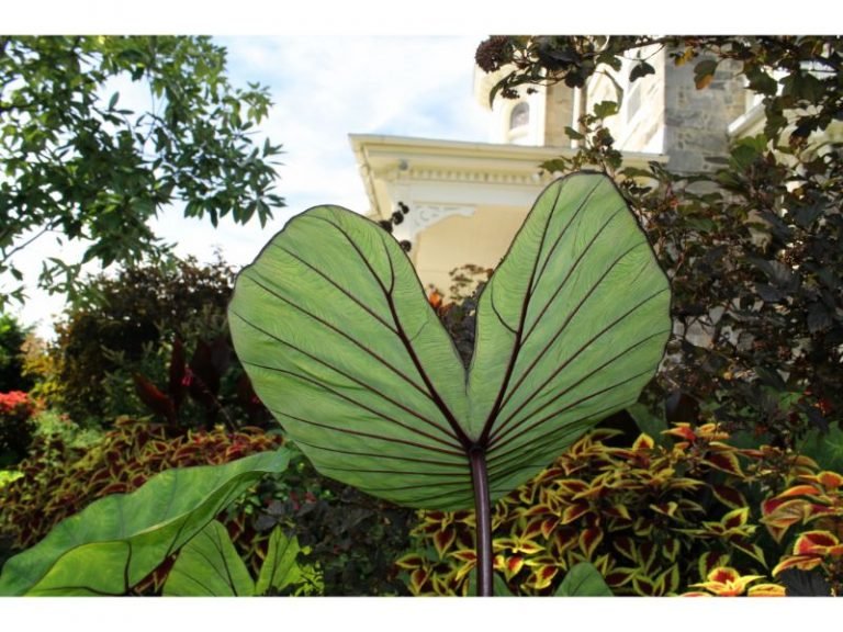 The Best 14 Plants That Look Like Elephant Ears - Harvest Indoor