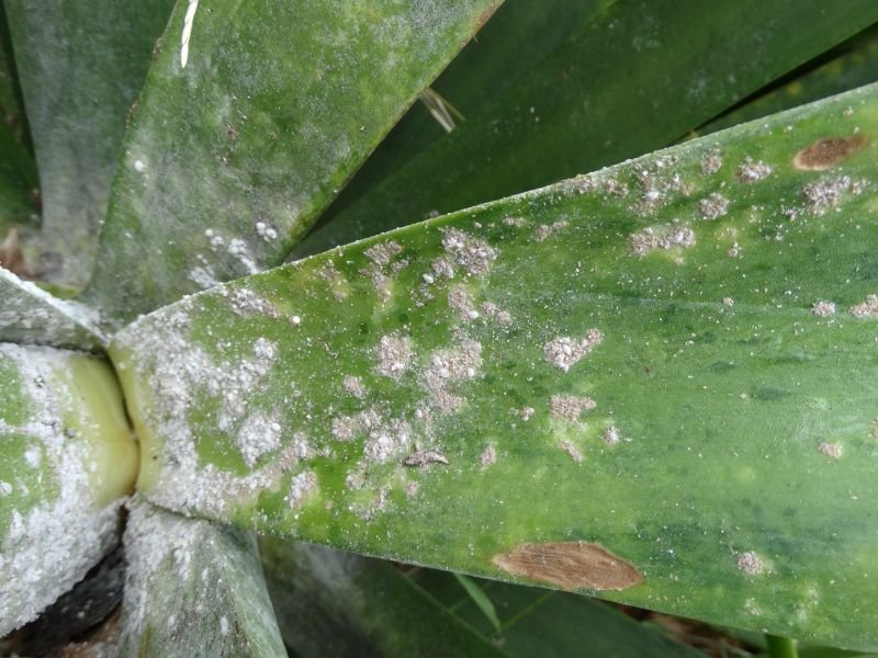 Green Spider Agave mealybugs problem 