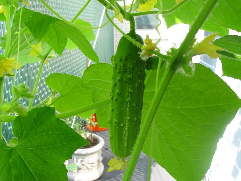 Growing Cucumbers From Seeds Indoors