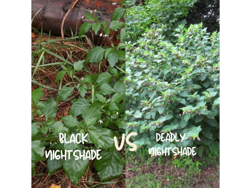 Black nightshade vs Deadly nightshade