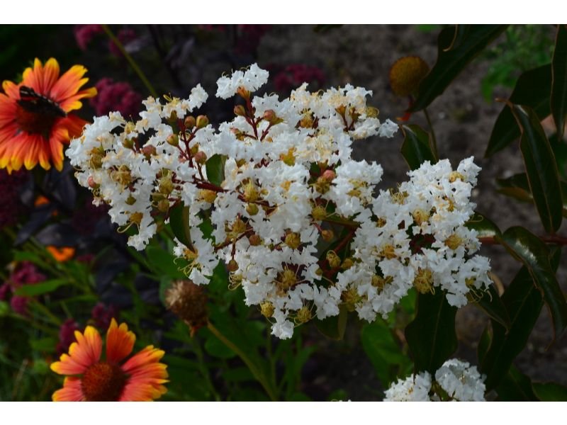 Lagerstroemia fauriei flowers that look like lantana