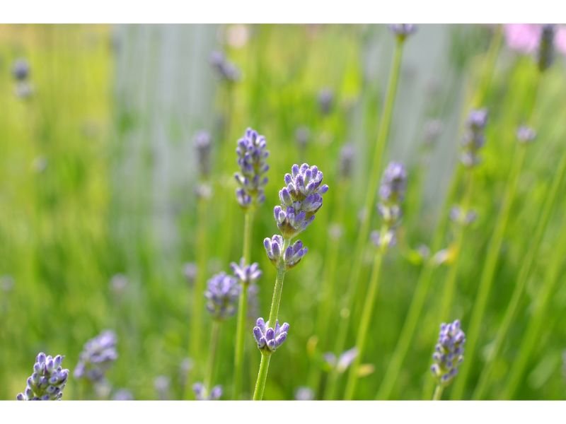 Lavender flowers that repel bees 
