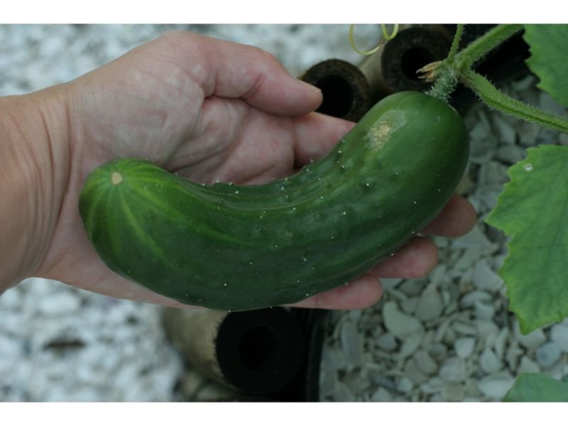 Marketmore 76 cucumbers