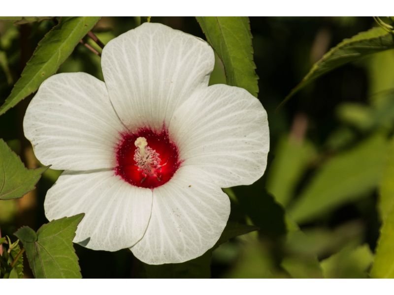 Marshmallow Plant (Althea officinialis) flowers that look like hibiscus