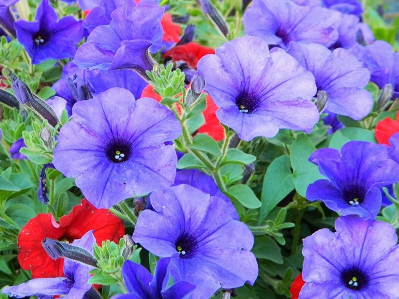 Petunia flowers with negative meanings