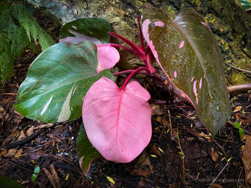 Philodendron erubescens ‘Pink Princess’ 