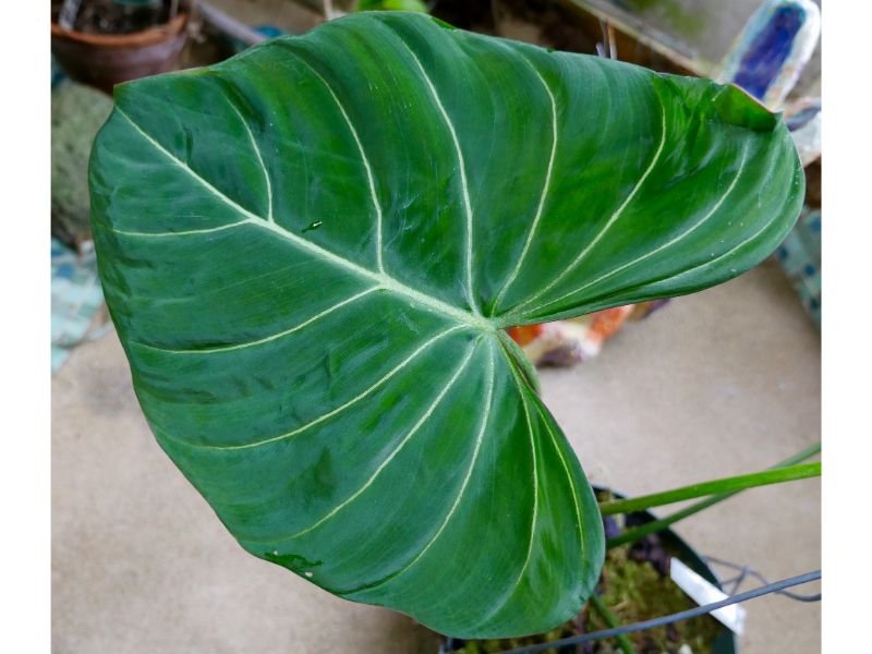 Philodendron gloriosum plants that look like elephant ears