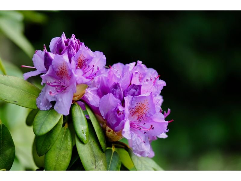 Rhododendrons flowering shrubs that do not attract bees